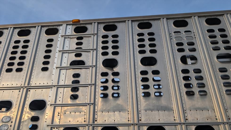 2017 Wilson Livestock